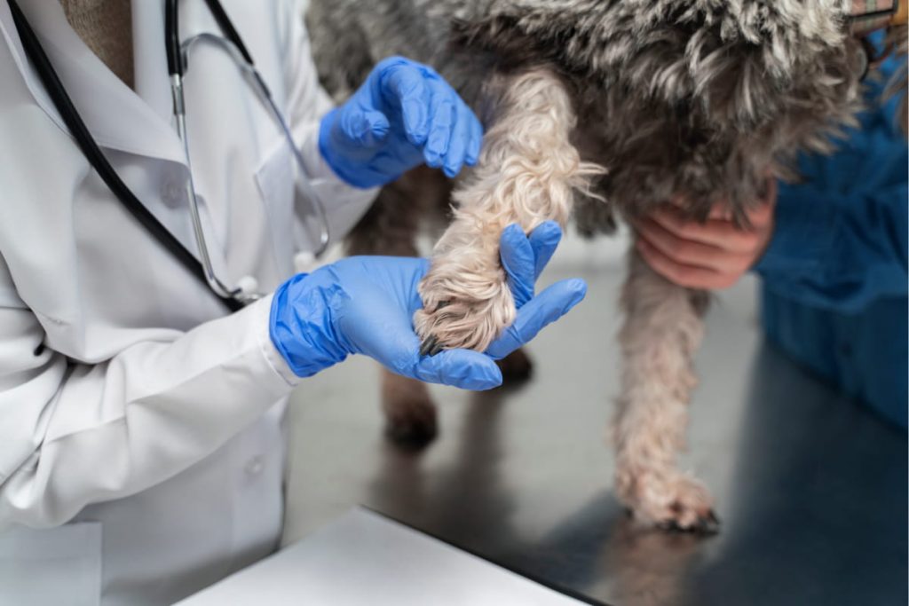 Veterinario examinando la pata de un perro con posible dermatitis por Malassezia
