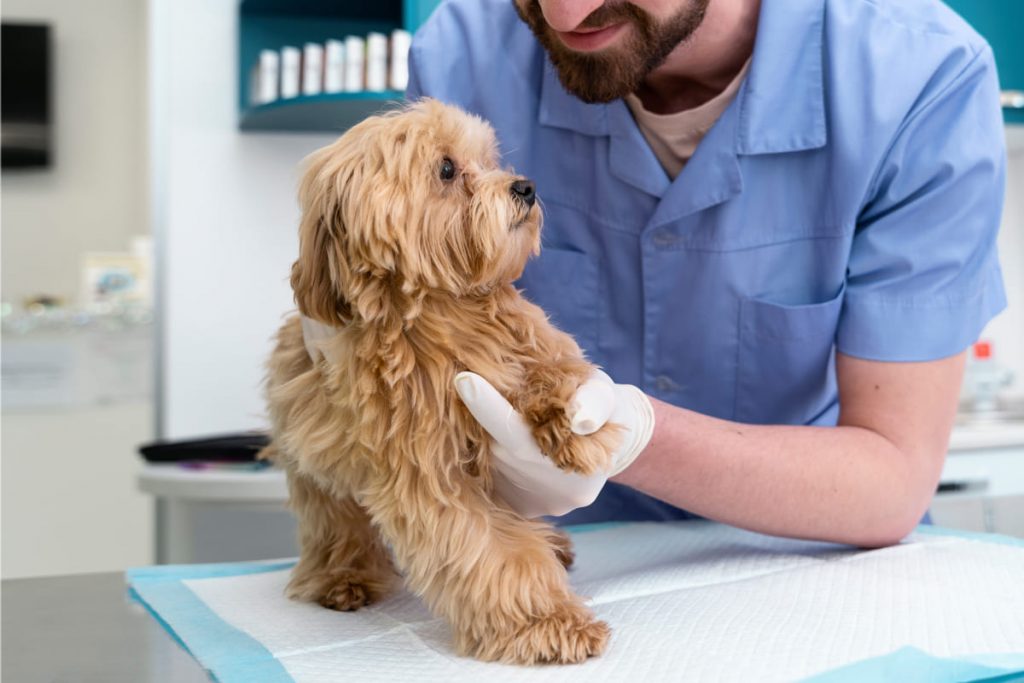 Veterinario examinando a un perro durante una consulta por problemas de piel como la Malassezia