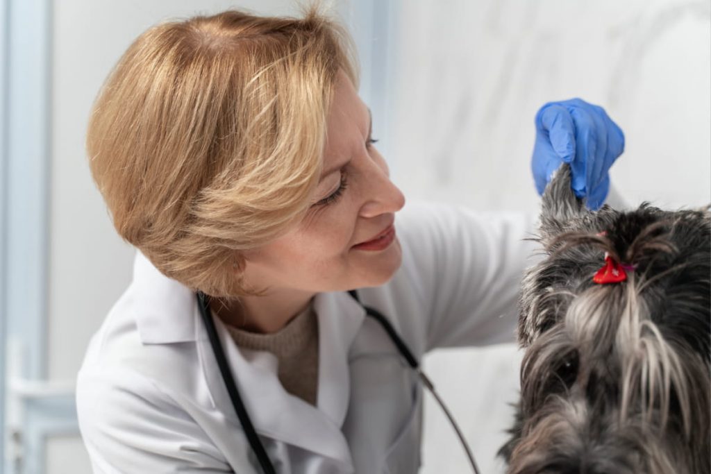 Veterinaria revisando la oreja de un perro con síntomas de Malassezia