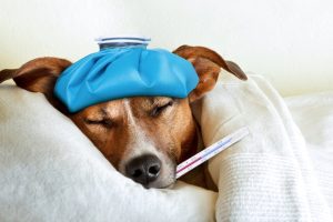 mi perro tiene fiebre
