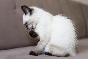 bolas de pelo en gatos