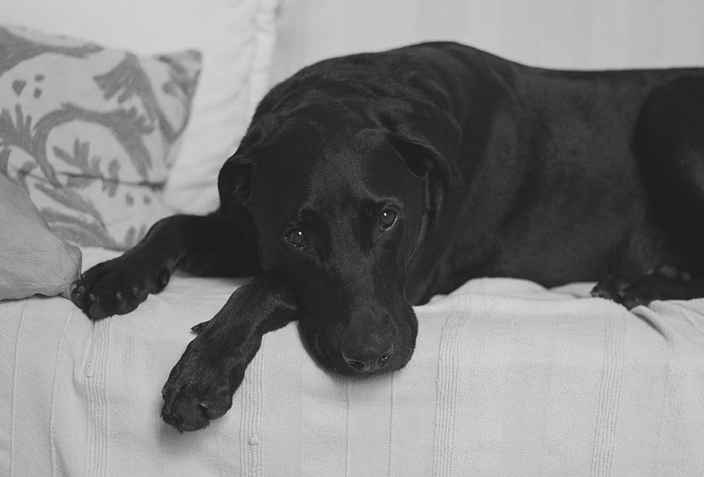 fiebre en perros