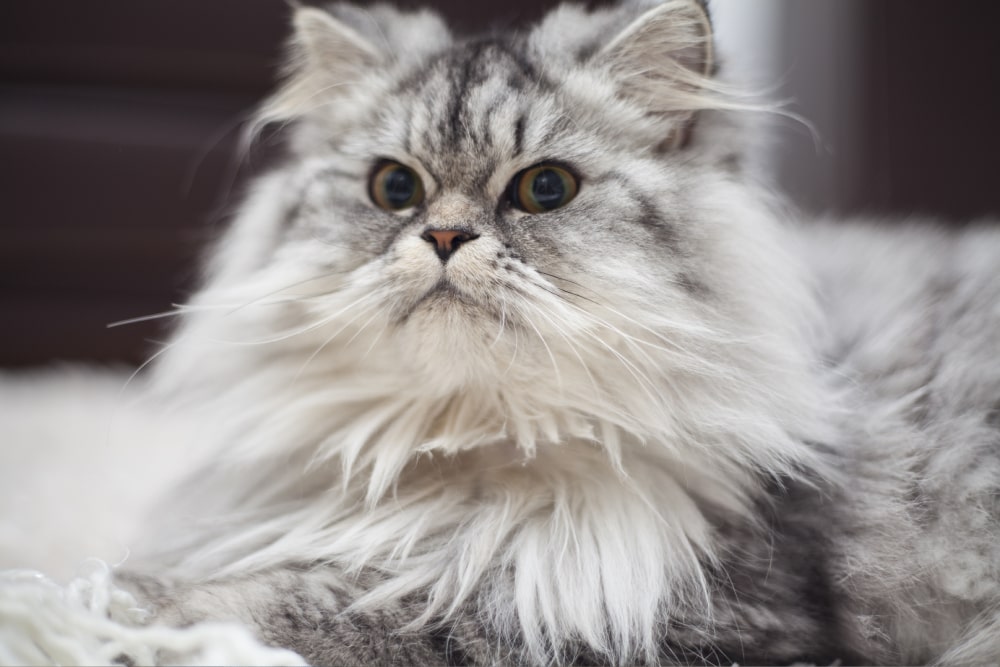 gato siberiano menos alergia