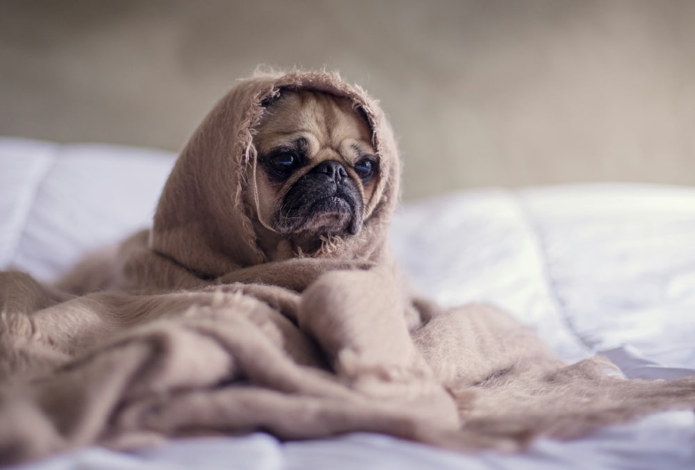 síntoma fiebre perros