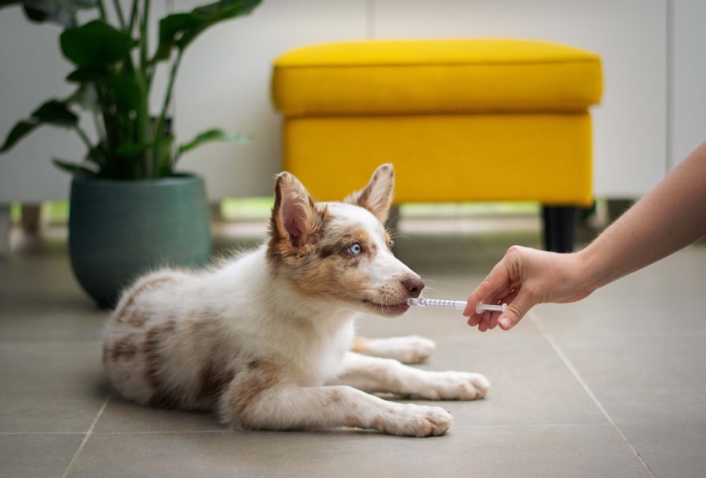 perro veterinario