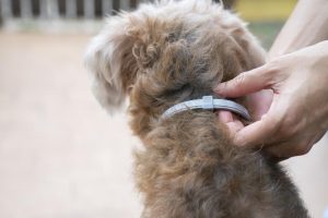 collares vs pipetas de perros