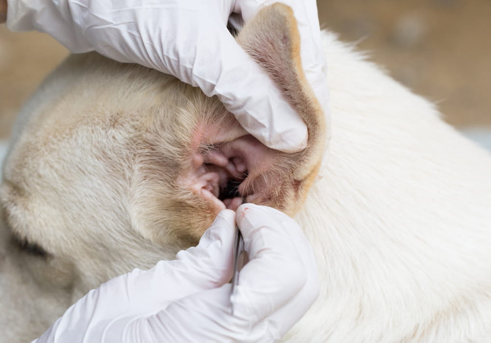 Revisión del oído de un perro para detectar signos de otitis
