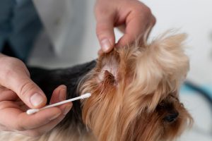Limpieza del oído de un perro con síntomas de otitis
