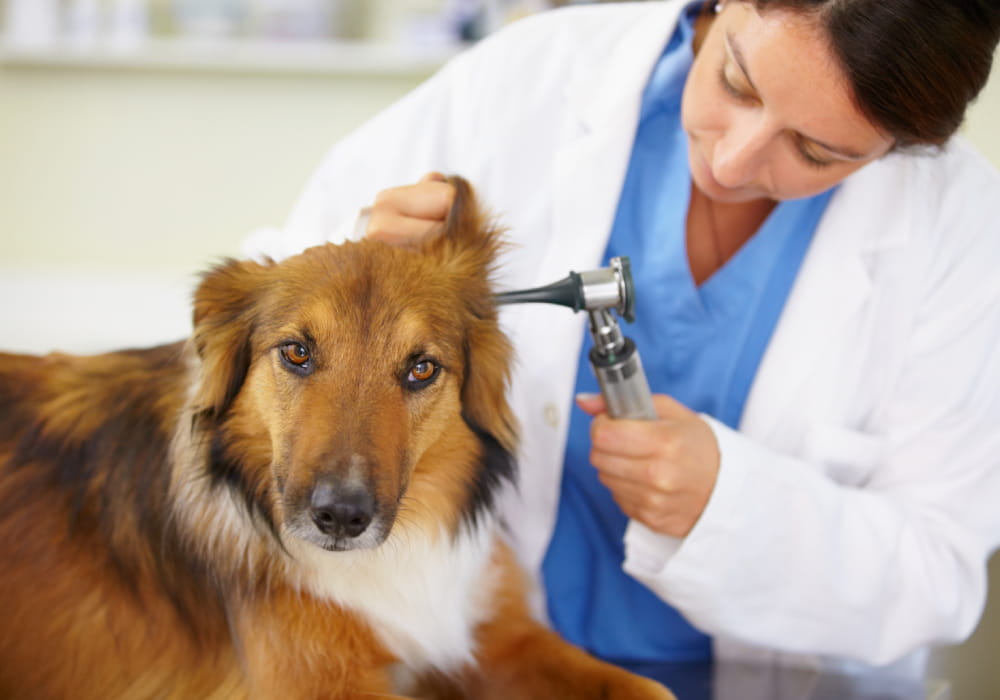Veterinaria revisando el oído de un perro con otitis